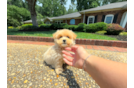 Cute Malt a Poo Poodle Mix Puppy
