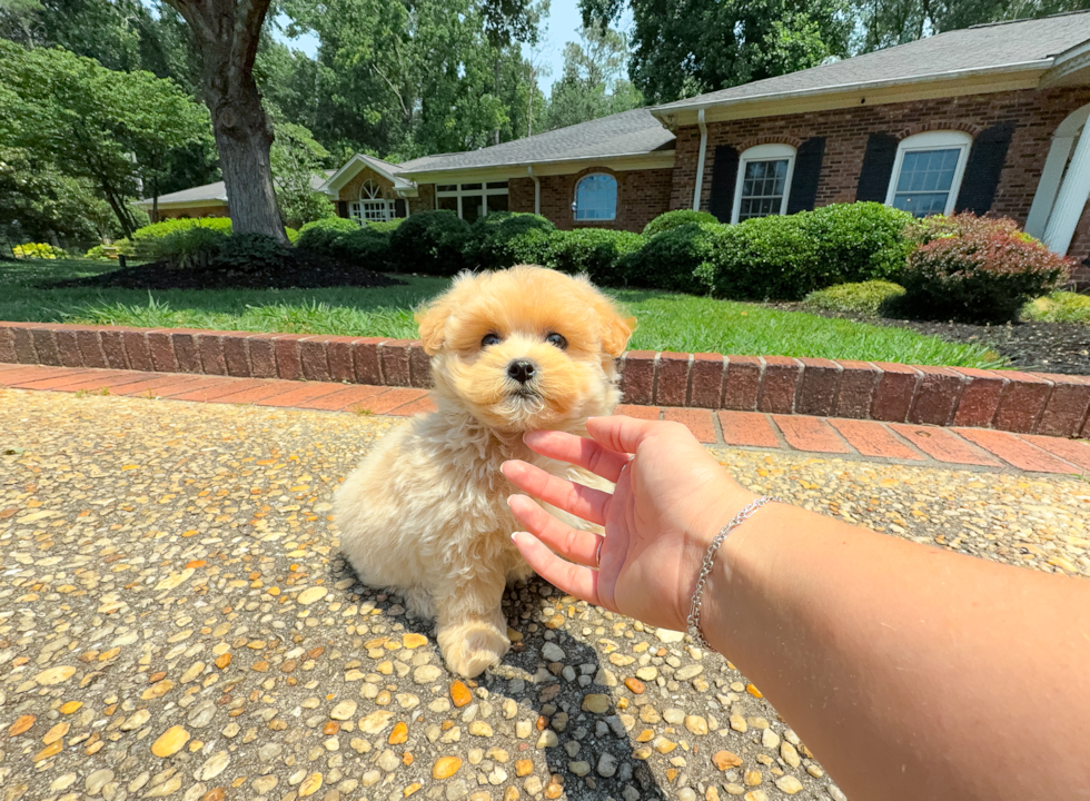 Cute Malt a Poo Poodle Mix Puppy