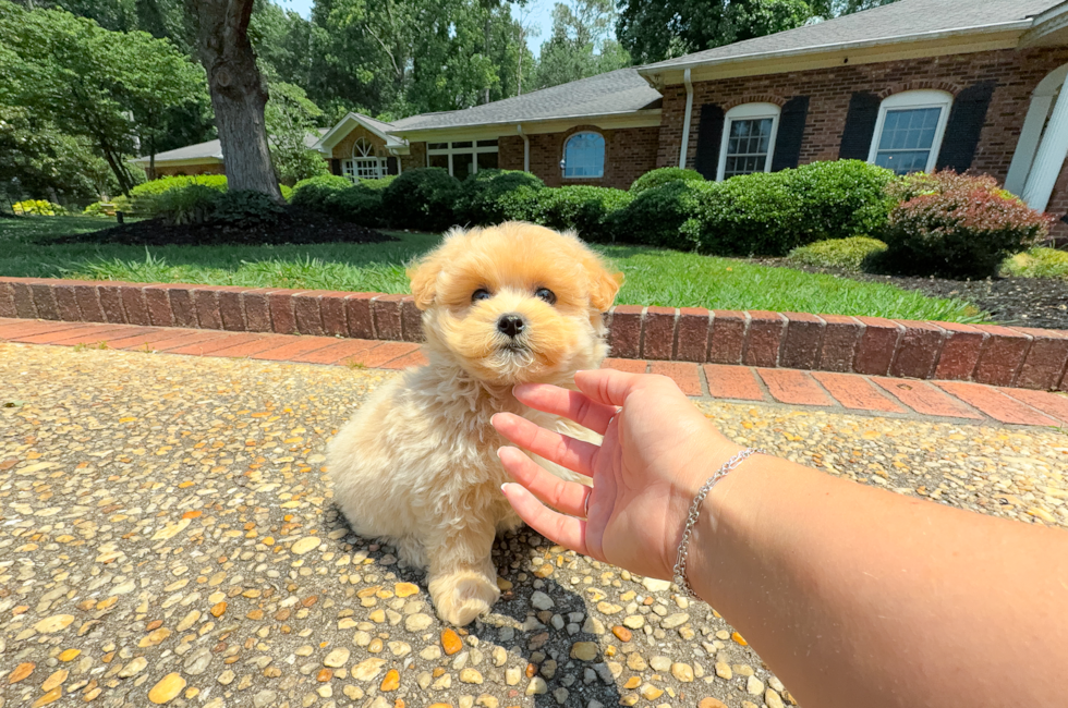 10 week old Maltipoo Puppy For Sale - Simply Southern Pups