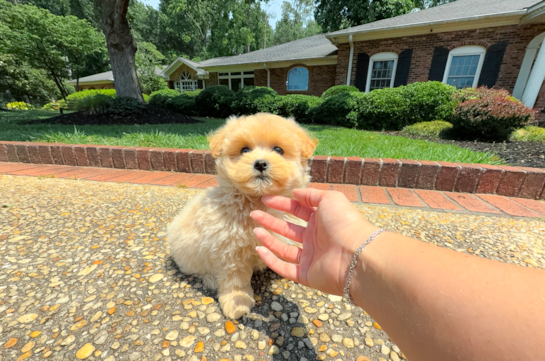 Cute Malt a Poo Poodle Mix Puppy