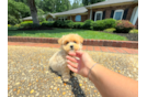 Cute Maltipoo Poodle Mix Pup