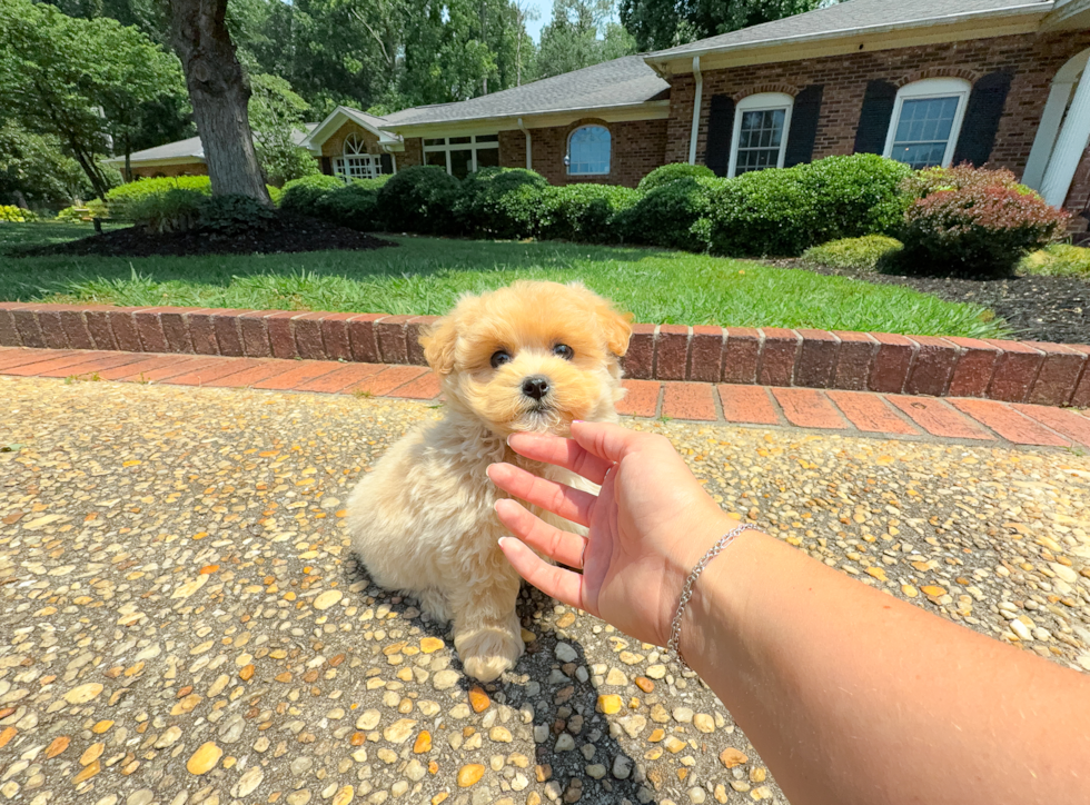 Cute Maltipoo Poodle Mix Pup