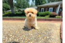 Cute Maltipoo Baby