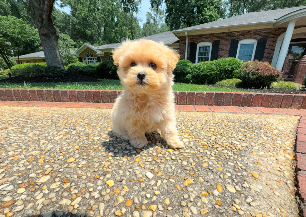 Cute Maltipoo Baby