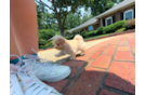 Best Maltipoo Baby