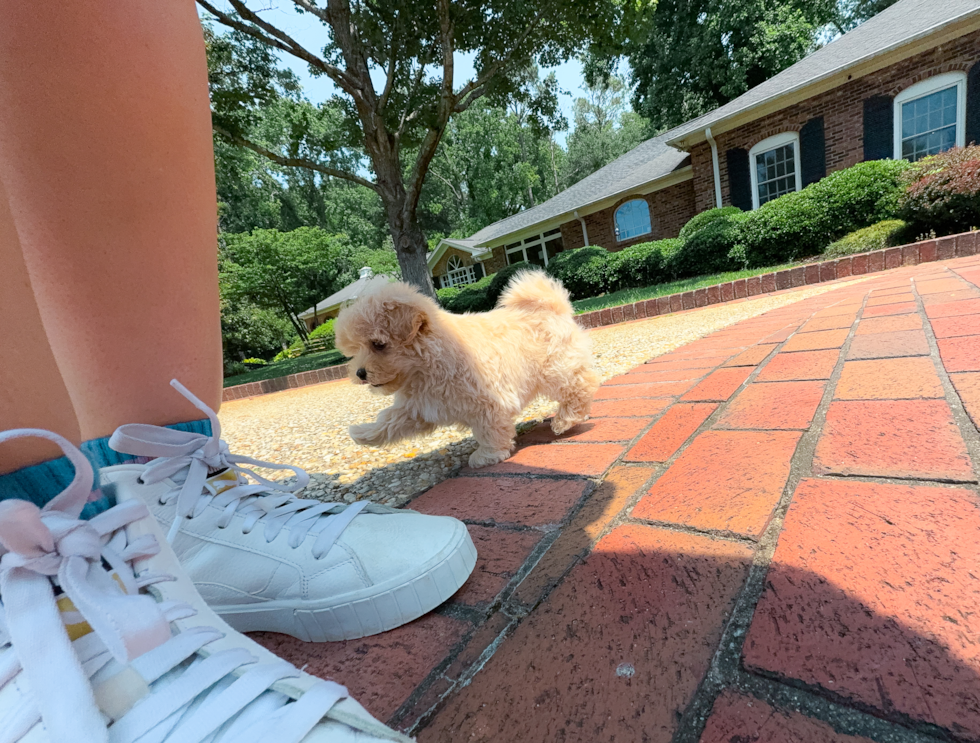 Best Maltipoo Baby