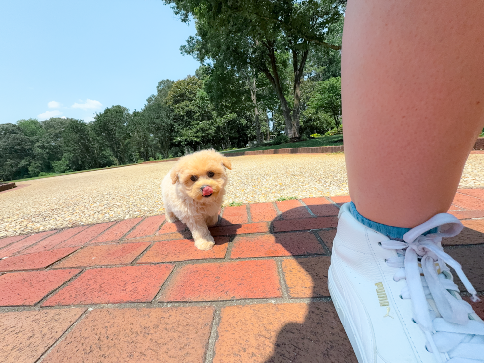 Cute Malt a Poo Poodle Mix Puppy