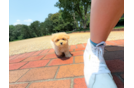 Maltipoo Puppy for Adoption