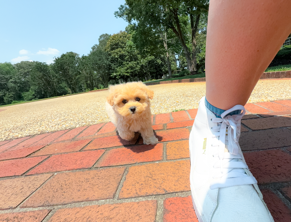 Maltipoo Puppy for Adoption