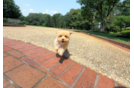 Cute Maltipoo Poodle Mix Pup