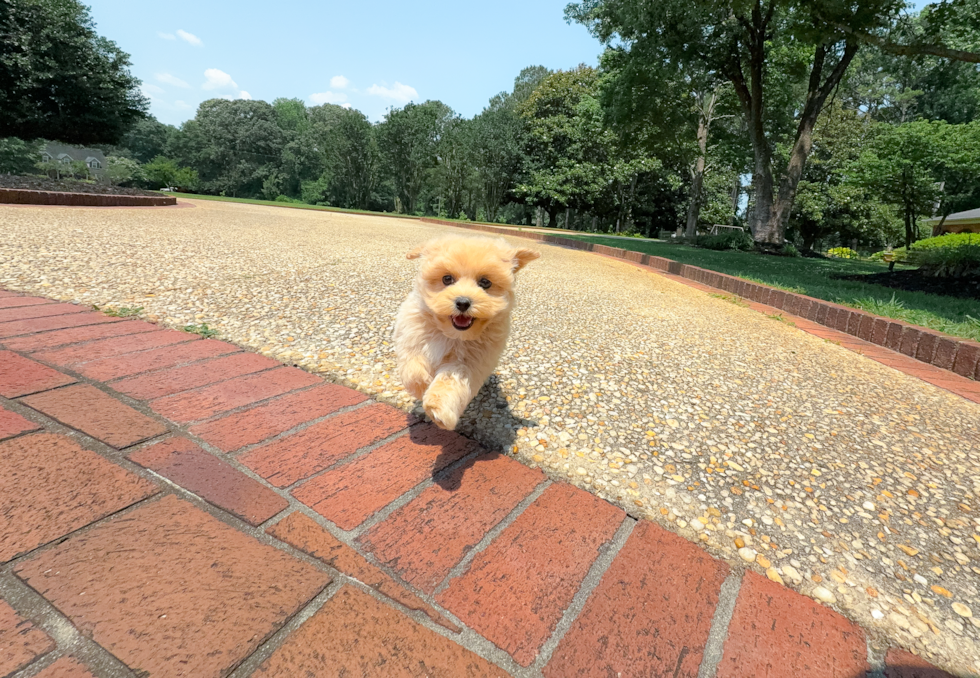 Cute Maltipoo Poodle Mix Pup