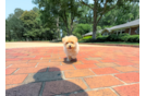 Maltipoo Puppy for Adoption