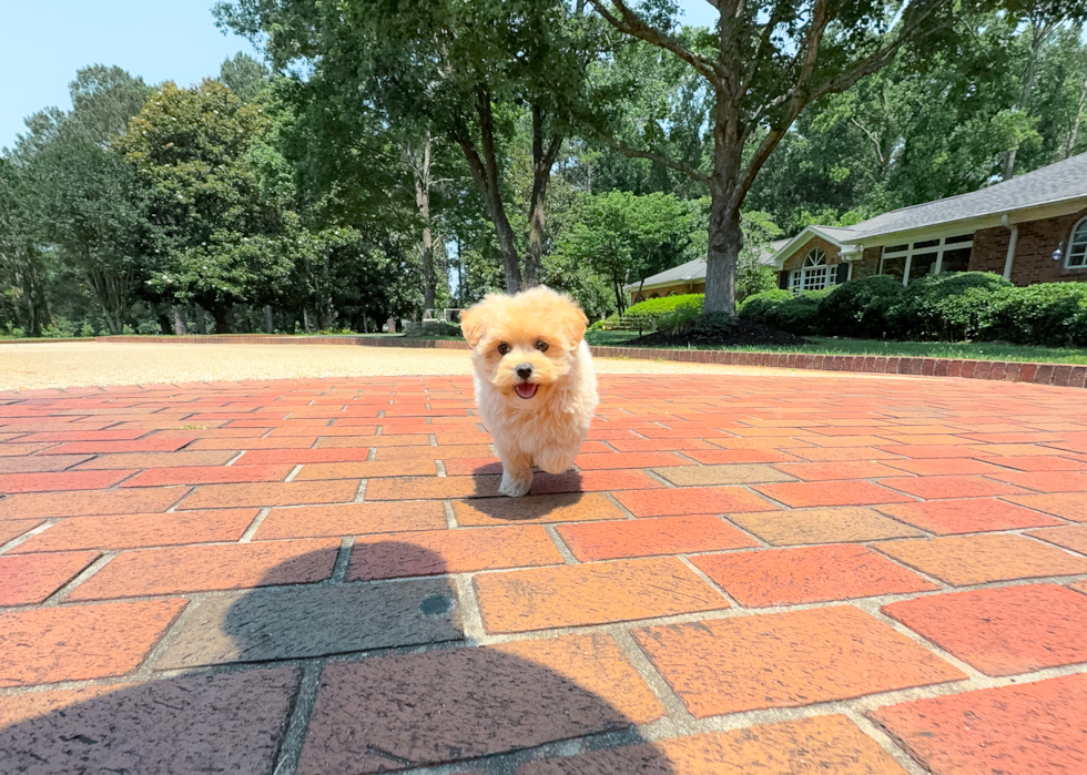 Maltipoo Puppy for Adoption