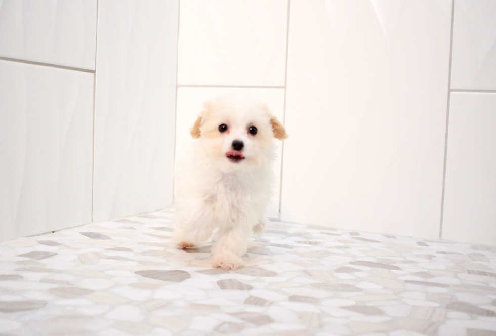 Cute Maltipoo Baby