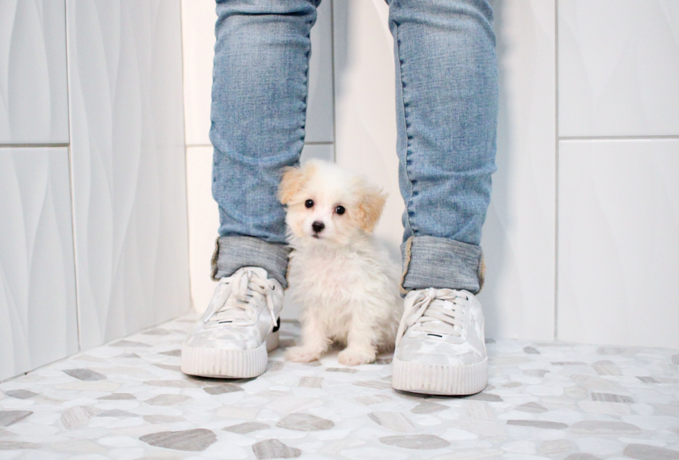 Cute Maltipoo Baby