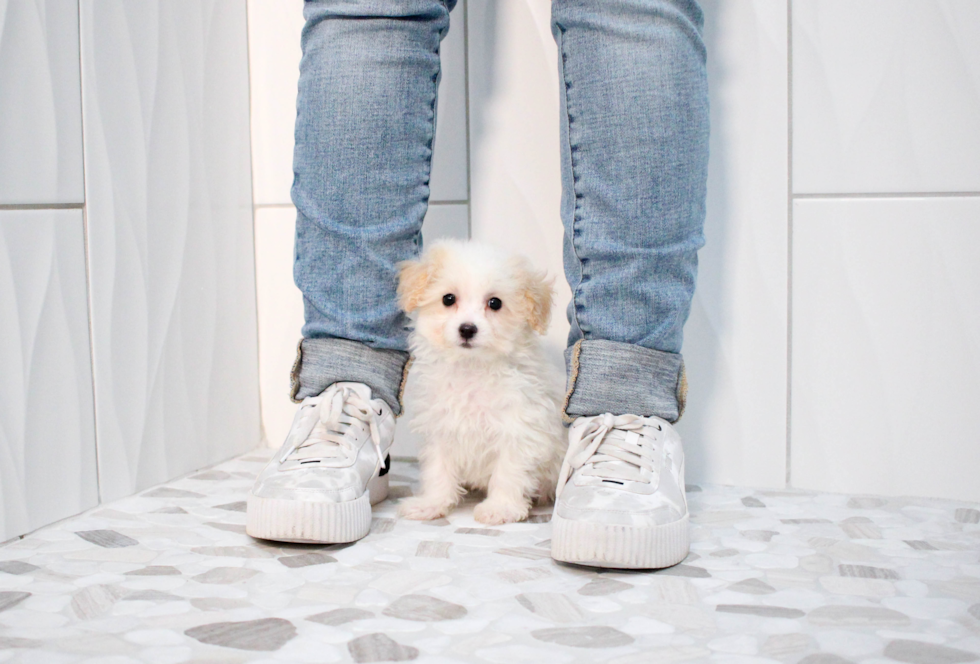 Best Maltipoo Baby