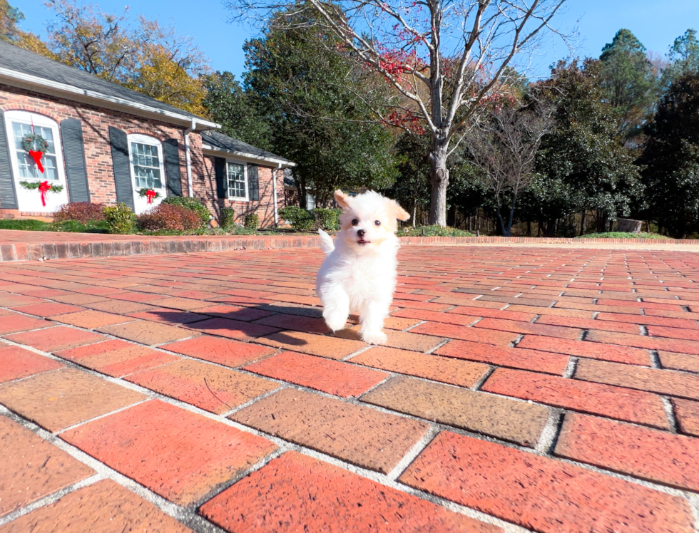 Best Maltipoo Baby