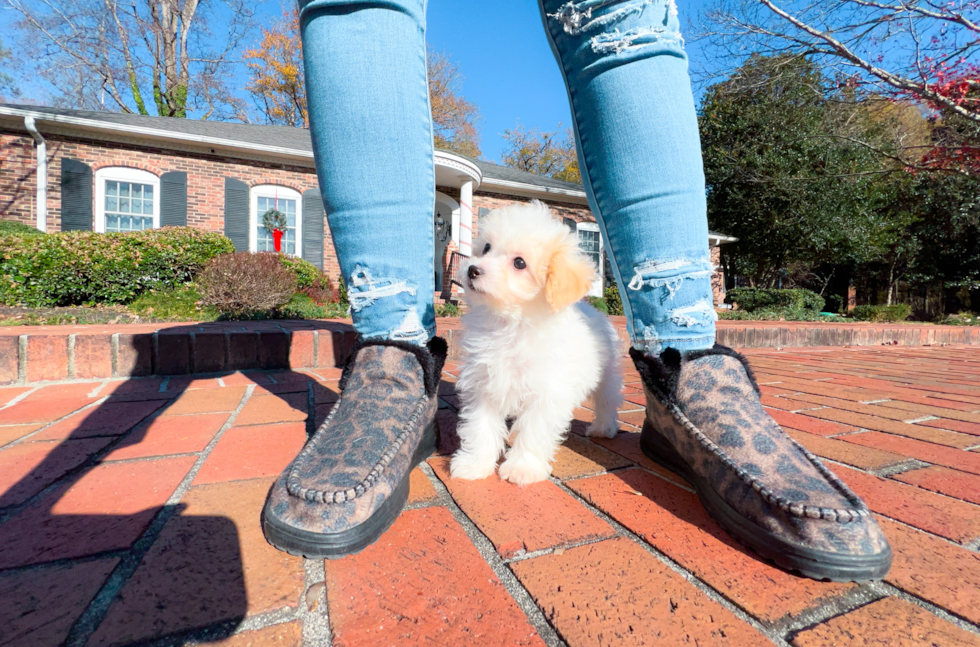 Cute Maltese Poodle Poodle Mix Puppy