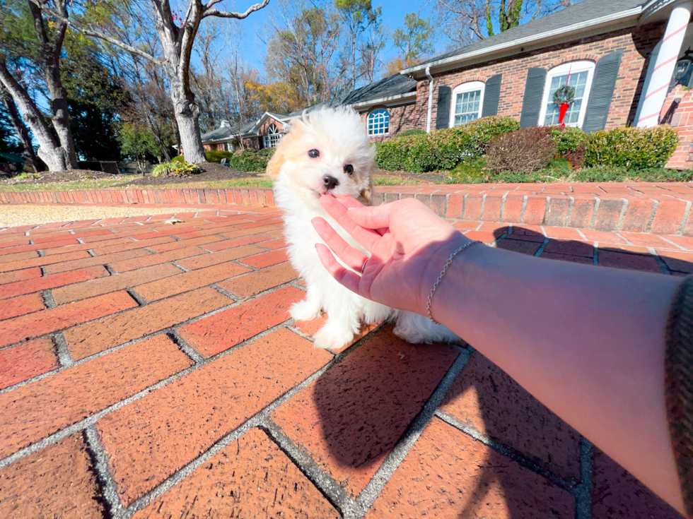 Maltipoo Puppy for Adoption