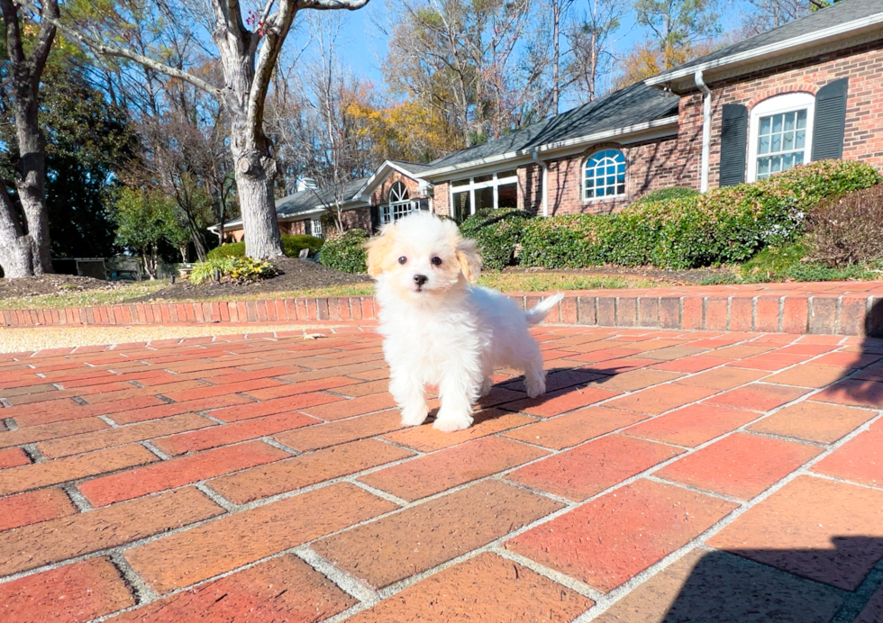 Maltipoo Puppy for Adoption