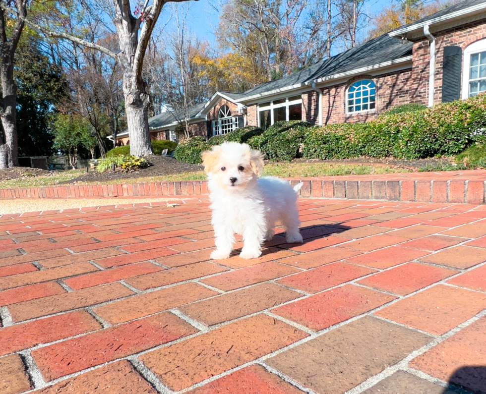 Cute Maltepoo Poodle Mix Puppy
