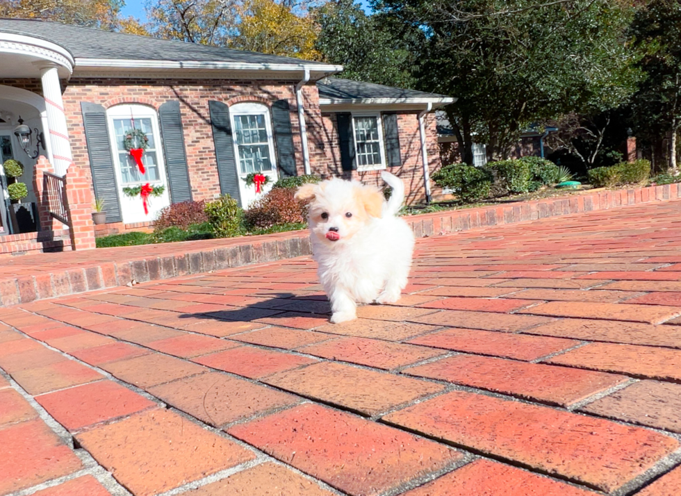 Cute Maltepoo Poodle Mix Puppy