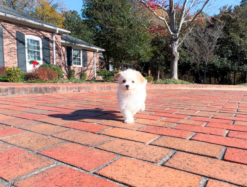 Cute Maltipoo Poodle Mix Pup