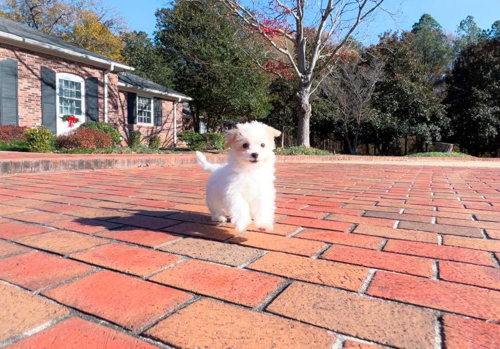 Best Maltipoo Baby