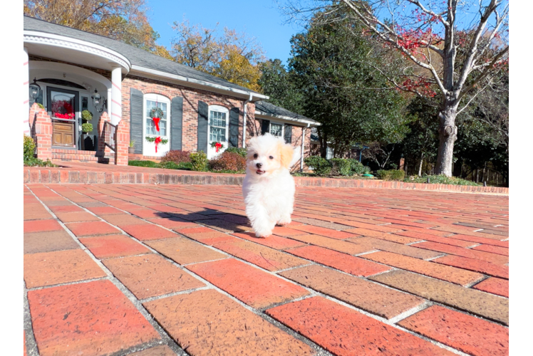 Cute Maltipoo Poodle Mix Pup