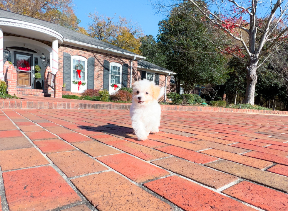 Cute Maltipoo Poodle Mix Pup