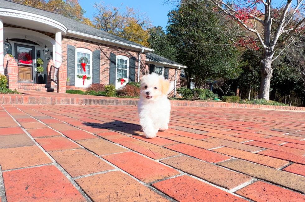 12 week old Maltipoo Puppy For Sale - Simply Southern Pups