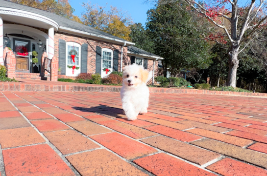 Cute Maltese Poodle Poodle Mix Puppy