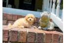 Maltipoo Pup Being Cute