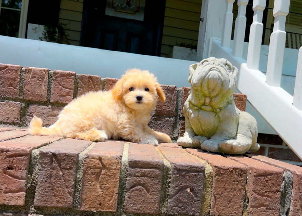Maltipoo Pup Being Cute