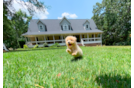Maltipoo Puppy for Adoption
