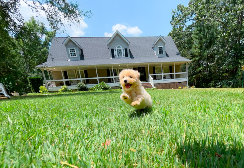 Maltipoo Puppy for Adoption