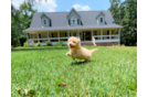 Cute Maltipoo Baby
