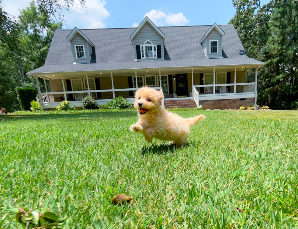 Cute Maltipoo Baby