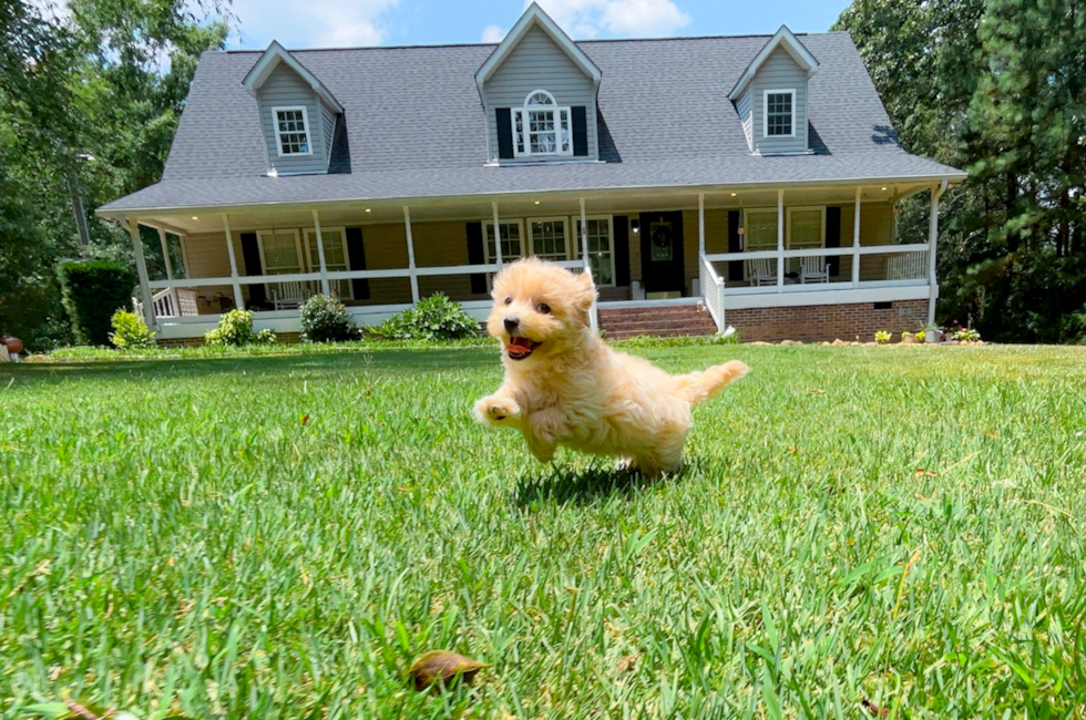 8 week old Maltipoo Puppy For Sale - Simply Southern Pups