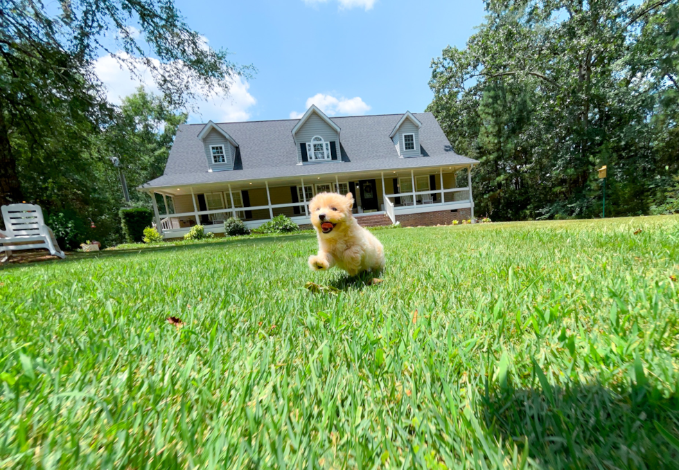 Maltipoo Puppy for Adoption