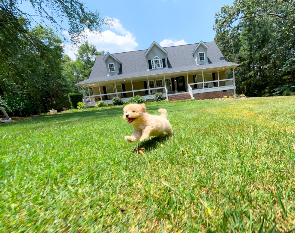Maltipoo Pup Being Cute