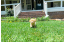 Maltipoo Pup Being Cute