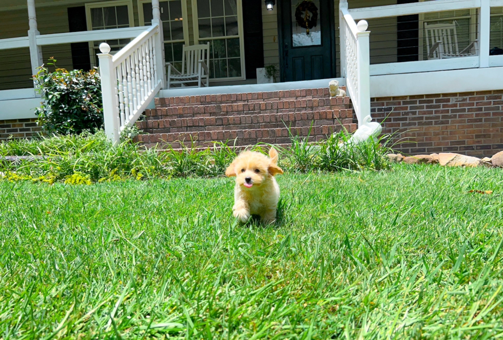 Maltipoo Pup Being Cute