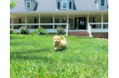Maltipoo Puppy for Adoption