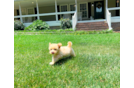 Cute Malt a Poo Poodle Mix Puppy