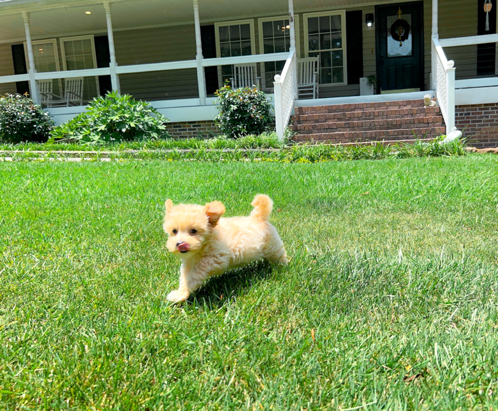 Cute Malt a Poo Poodle Mix Puppy
