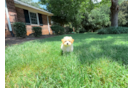 Cute Maltipoo Poodle Mix Pup