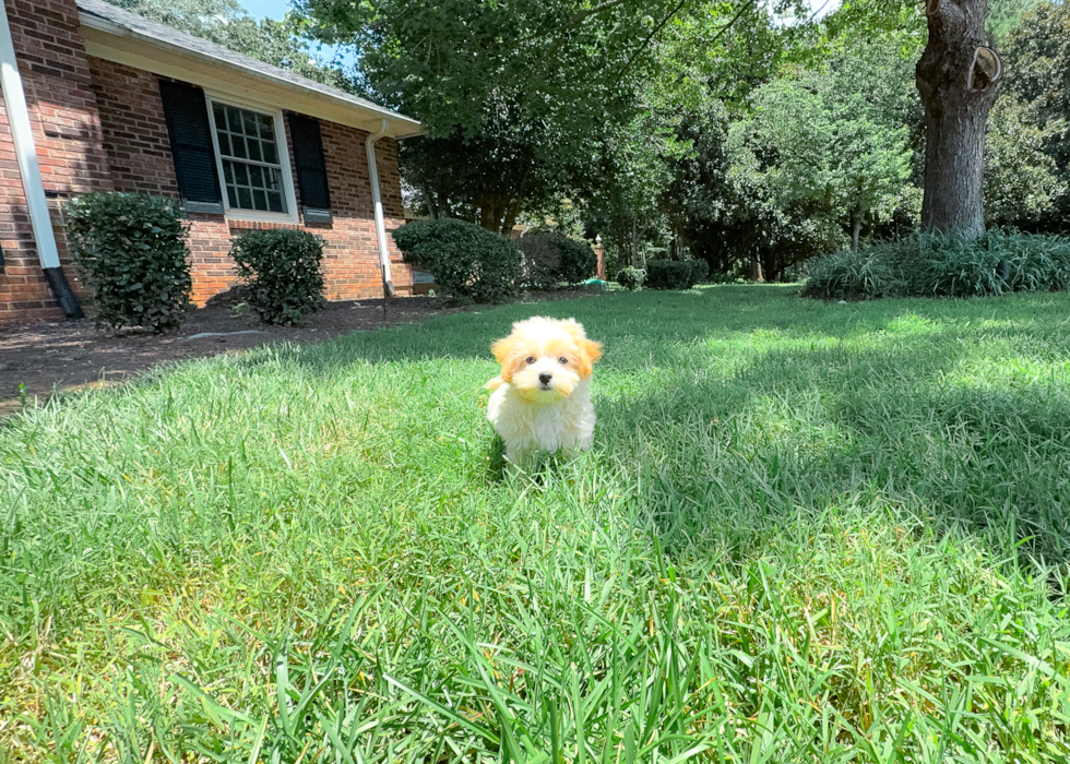 Cute Maltipoo Poodle Mix Pup