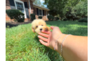 Best Maltipoo Baby
