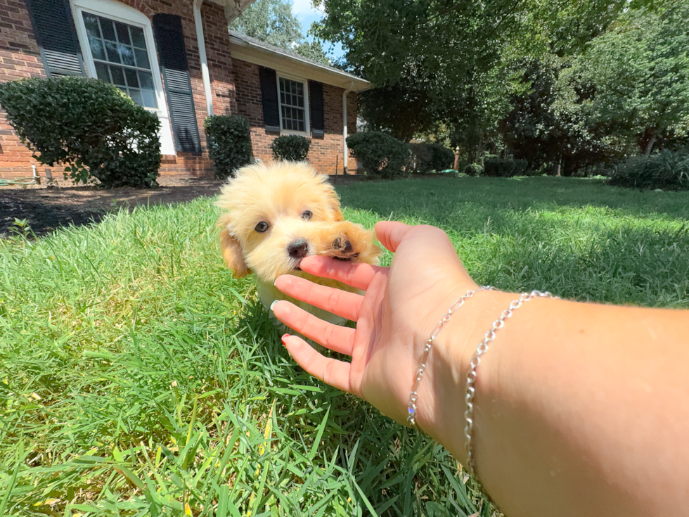 Best Maltipoo Baby